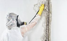 Why You Should Choose Our Mold Remediation Services in Winchester, MO